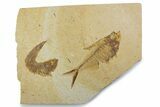 Plate With Two Fossil Fish (Diplomystus & Knightia) - Wyoming #373865-1